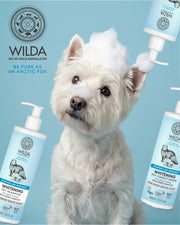 West Highland White Terrier with a bottle of Wilda pet shampoo on a blue background