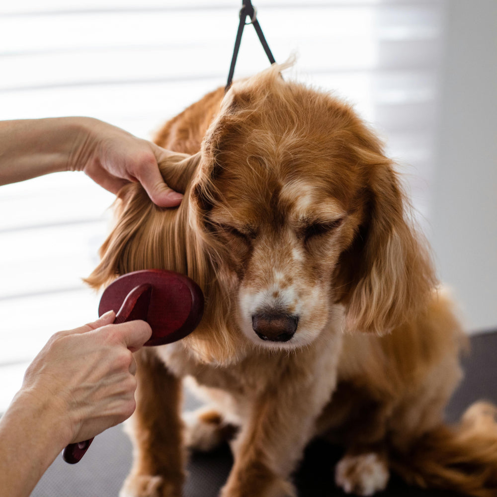 WILDA Petcare